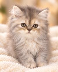 Chatons Persan