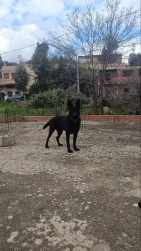 Femelle bleu mexicain 