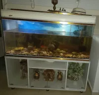 حوض اسماك Aquarium