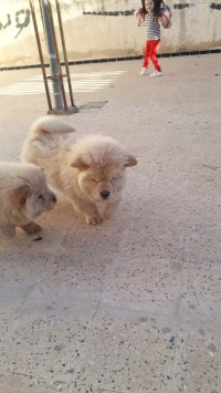 male et female chow chow