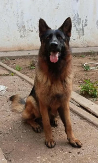 Femelle berger Allemand 