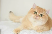 3 femelles adulte british et scottish fold