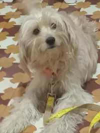 Bichon Maltais 