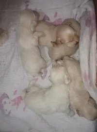 Bichon nain