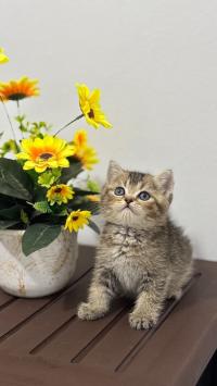 British golden black et tabby