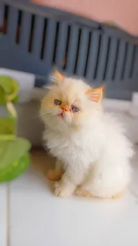 Chat Piki face redpoint 