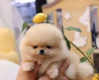 Chien Pomeranian 