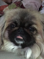 chien-pekinois-bordj-el-bahri-alger-algerie