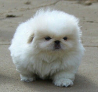 chien-بيكنوا-يورك-شير-بيشون-pekinois-bichon-chow-ain-taya-alger-algerie