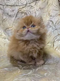 chat persan moon face