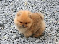 chien-spitz-allemand-bordj-el-bahri-alger-algerie