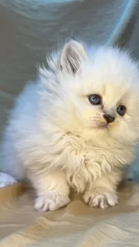 Chat persan قط برسون - chat, british - british, fold