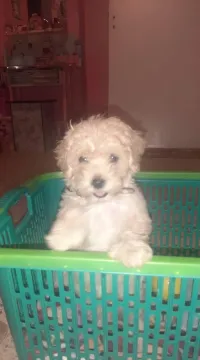 Chien bichon