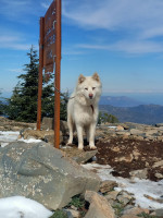 chien-chienne-husky-fouka-tipaza-algerie