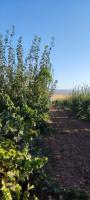 terrain-agricole-vente-tlemcen-sidi-abdelli-algerie