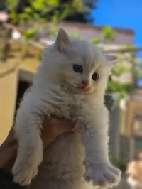Chaton persan croisé