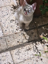 Persan x chat nrml