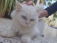 Chat persan femelle