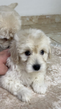 chien-bichon-maltais-nain-pure-race-caniche-cheraga-alger-algerie