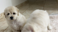 chien-bichon-maltais-nain-pure-race-caniche-cheraga-alger-algerie