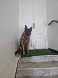 Berger allemand pedigree
