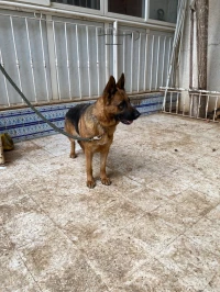 Femelle Berger Allemand 