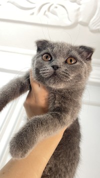 قطة-scottish-fold-male-أولاد-فايت-الجزائر