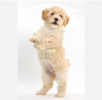 chien-caniche-bichon-bir-el-djir-oran-algerie