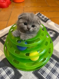 Scottish fold et British
