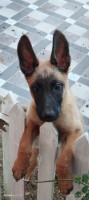 chien-chiot-malinois-ouaguenoun-tizi-ouzou-algerie