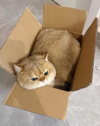 Garderai des animaux 