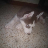 chien-husky-des-yeux-blue-saoula-alger-algerie