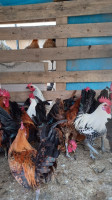 farm-animals-دجاج-blida-algeria