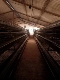 Batterie poule pondeuse 