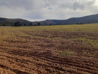 farmland-sell-sidi-bel-abbes-tenira-algeria