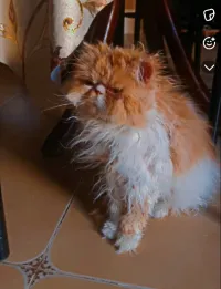 Chat person picky face 