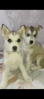 chien-chiot-husky-didouche-mourad-constantine-algerie