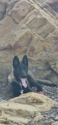 chien-malinois-charbonne-a-vendre-mostaganem-algerie