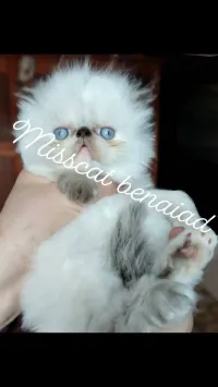 Chat persan peke face