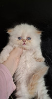 chat-persan-half-peke-face-oran-algerie