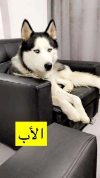 Husky pure rase 