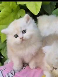 chat-persan-pure-race-tlemcen-algerie