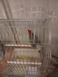 oiseaux-gabonai-staoueli-alger-algerie