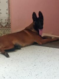 كلب-animaux-ذراع-بن-خدة-تيزي-وزو-الجزائر