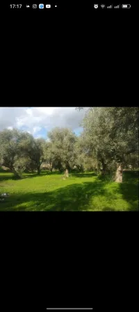 Arbre olivier 