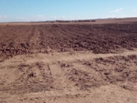 terrain-agricole-vente-djelfa-ain-oussara-algerie