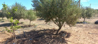 terrain-agricole-vente-djelfa-zaafrane-algerie