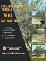 terrain-agricole-vente-djelfa-ain-oussara-algerie