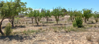 terrain-agricole-vente-djelfa-algerie