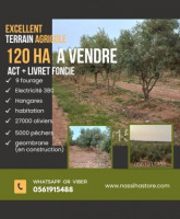 terrain-agricole-vente-djelfa-ain-oussara-algerie